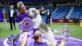 Dog Show 101: What's what at the Westminster Kennel Club