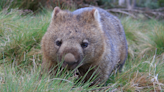 Baby Wombat at Australia Reptile Park Gets the Cutest Case of the Zoomies