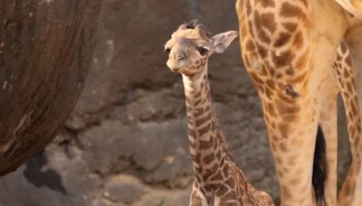 Nació un bebé jirafa en el Zoológico de Houston