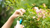 Guide to Deadheading Flowers: When and How to Deadhead to Keep the Blooms Coming