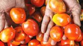 Tomato rates surge to Rs 90/kg in Delhi markets as supplies hit due to rains