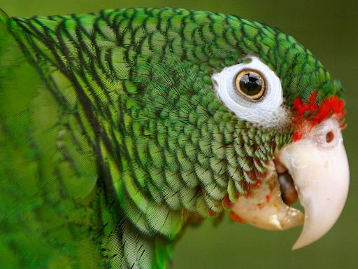 Potty-mouthed parrot ruffles feathers with foul language