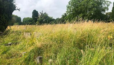 Cambridge family says cemetery looks like 'disused allotment' as grass covers graves