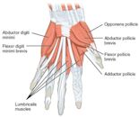 Abductor pollicis brevis muscle