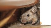 £1.40 solution to get rid of mice is 'more humane' than traps