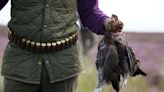 Grouse shoots ready for last ‘Glorious 12th’ before licensing scheme begins