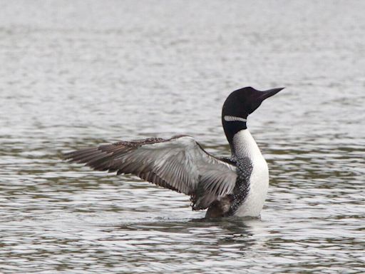 If you see a loon do this, leave it alone