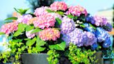 How to Plant and Care for a Hydrangea in a Pot