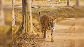 Nagarhole National Park, and its significant contribution to Project Tiger