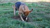 Florida Dog Uncovers Unexploded Bomb While Digging in Yard