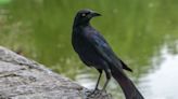 Descubrimiento sin precedentes: investigadores revelaron que los cuervos pueden contar en voz alta como lo hacen los niños