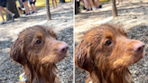 Internet in love with dog so excited for toy ball he "trembles"