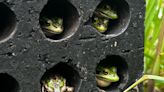 An inexpensive sauna for frogs helps fight deadly fungus | CBC News