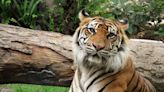 'Majestic' critically endangered Sumatran tiger Lucy dies at Jacksonville Zoo