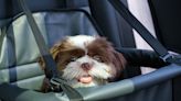 Pet owners love these 5-star dog car seats for road trips