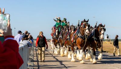 Budweiser Clydesdales coming to Nashville Zoo
