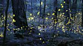 Great Smoky Mountains synchronized firefly lottery opening dates announced