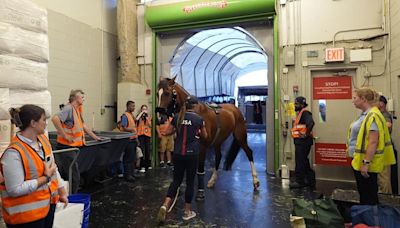 Horses take to the air with passports and carryons ahead of equestrian eventing at Paris Olympics