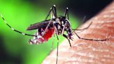 Dengue stings, Bengaluru South Zone hit worse