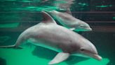 Rare white dolphin captured swimming in Florida