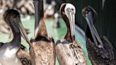 California brown pelicans are starving to death—despite plenty to eat