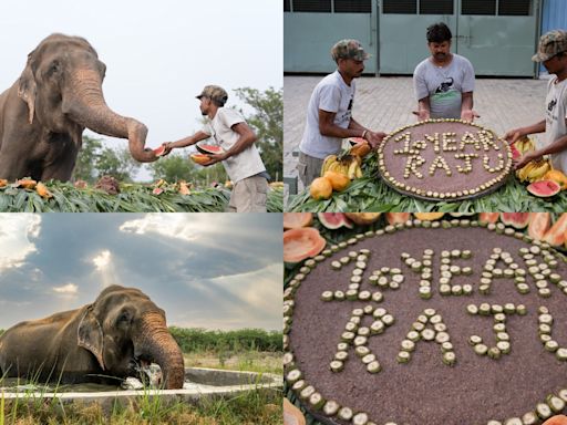 Raju, The Crying Elephant, Celebrates 10 Years Of Liberation, Freedom