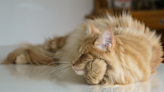 Maine Coon Cat Is in Total Awe While Exploring a 'Catio' for the First Time