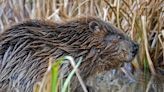 Signs of beavers living by Dorset river confirmed by wildlife trust
