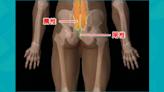 「插肛門整脊」有科學根據嗎？ 物理治療師狠批：非法治療根本是性侵！