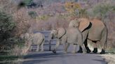 Elephants trample a Spanish tourist to death in South Africa. He left a car to take photos