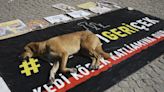 Turkey approves law to remove stray dogs from streets. Opposition vows to fight the 'massacre law'