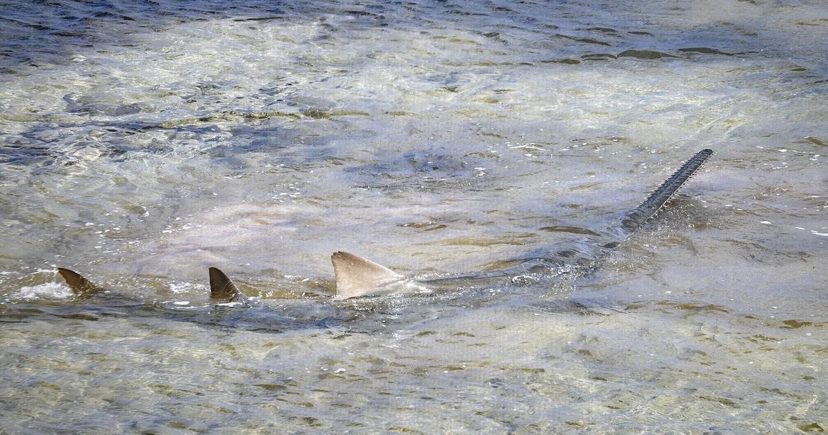 Distressed sawfish rescued in Florida Keys dies after aquarium treatment