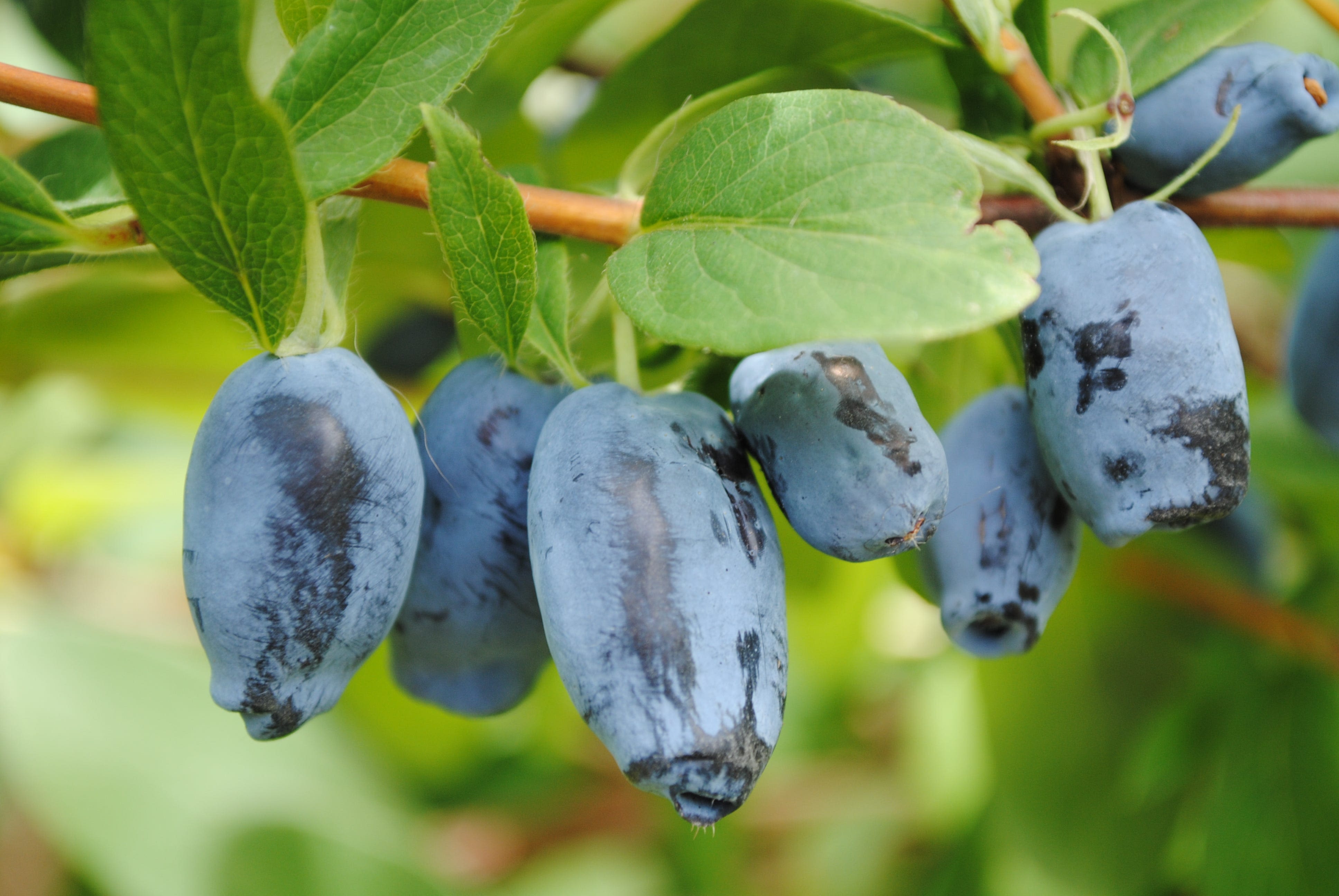 Fruit lovers, meet the Honeyberry, the best new fruit of which you’ve never heard