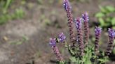 Native plant garden hopes to provide place of refuge for pollinators at public library site