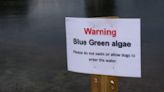 Many lakes near Edmonton are under a blue-green algae advisory | News