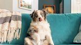 Dog's Totally Hilarious and Unique Way of Sitting Has Us Completely Obsessed