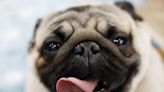 Dogs can smell your stress and are influenced by it