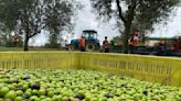 Uruguay cosechará tan solo un 30% respecto de la producción de olivos de 2023