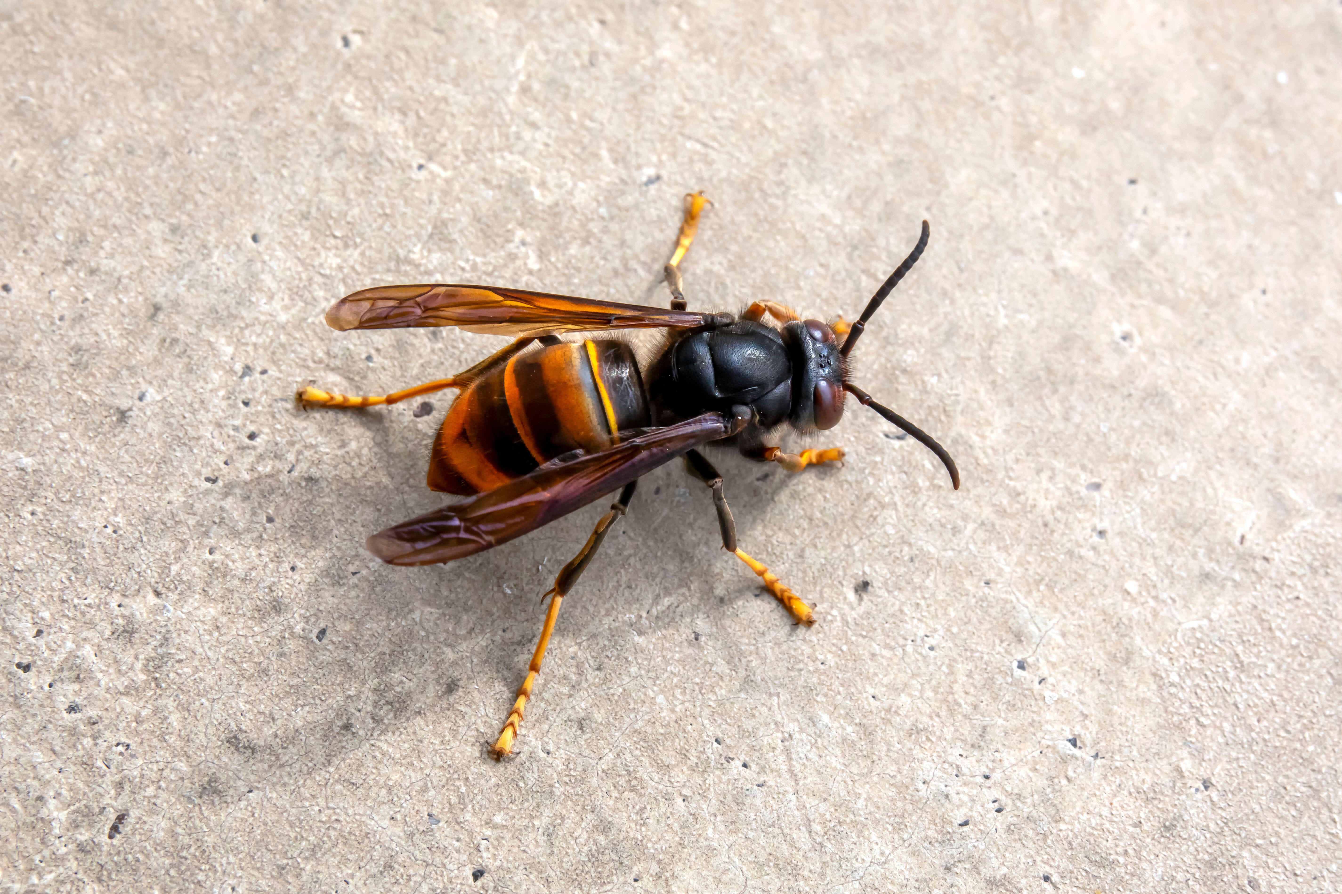 How to spot an Asian hornet and what to do if you find one