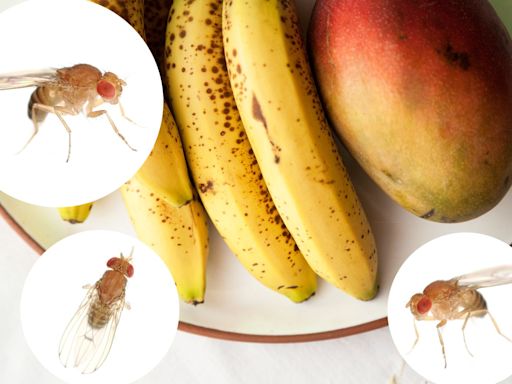 How to Get Rid of Fruit Flies in the Kitchen, According to an Exterminator