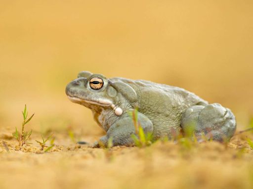 Psychedelic toxins from toads could treat depression and anxiety