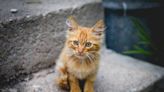 Moment Special Needs Kitten 'Breaks Free' of His Leg Cast is Full of Magic