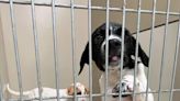 More than 40 puppies available for adoption after Washington County authorities rescued them