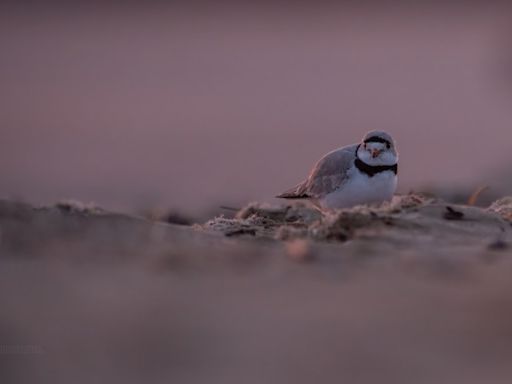 Piping Plover Imani returns to Chicago beach for third year