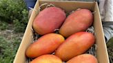芒果產量減半也不用花大錢 高樹果農推禮盒3品種一次吃 - 寶島