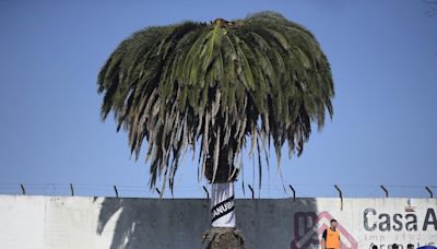 Tristeza en Danubio: agoniza la famosa palmera del estadio