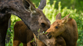 Grizzly Bear Approaches Moose Calves and Mama Comes to Their Rescue