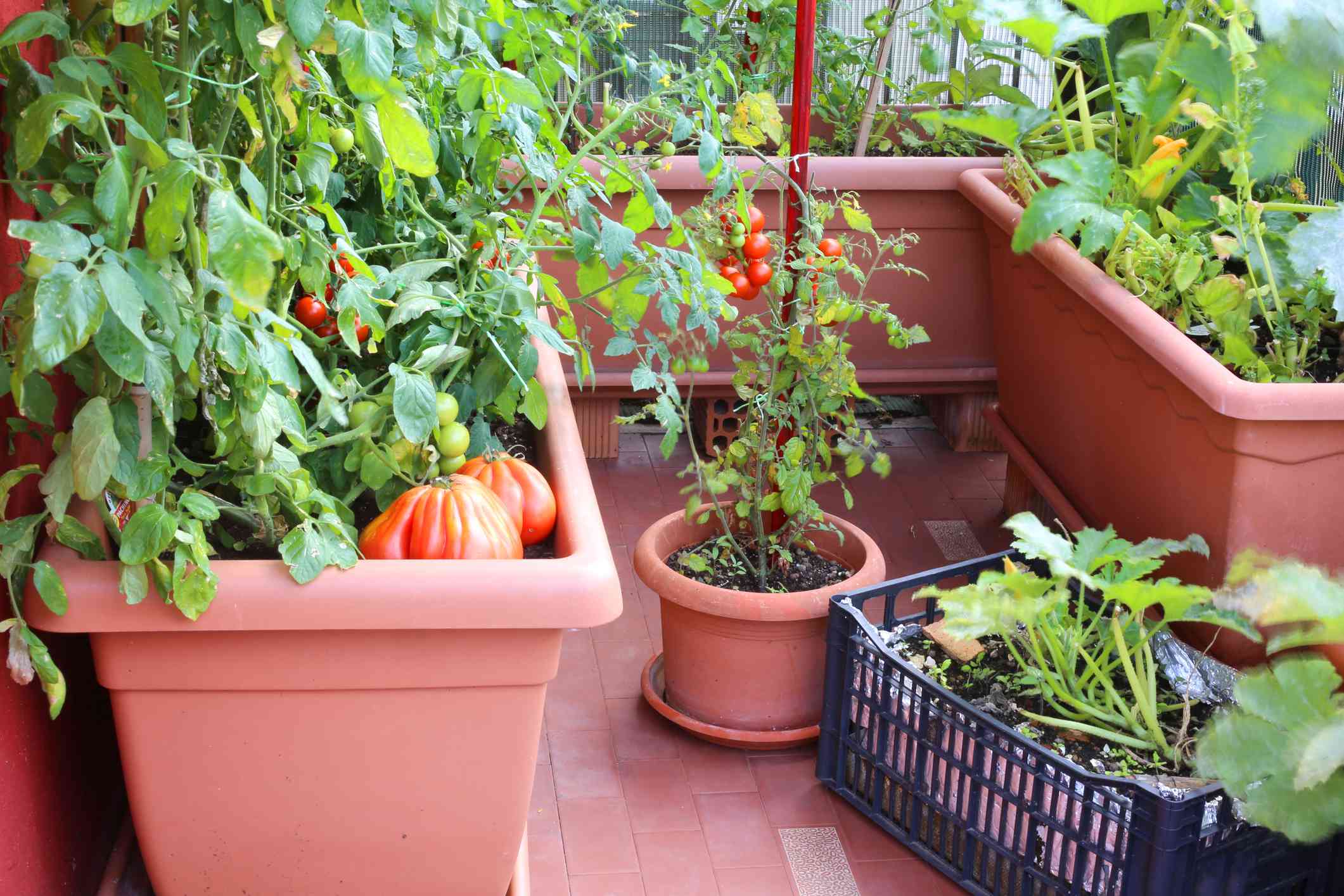 Should You Really Use Coffee Grounds for Tomato Plants? What to Know