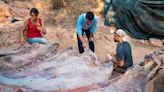 What May Be the Largest Dinosaur Skeleton Ever Found in Europe Gets Discovered in Man's Backyard in Portugal