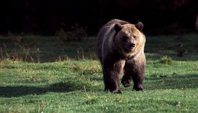 Man injured in bear attack at Glacier National Park walks over a mile to reach rescue helicopter